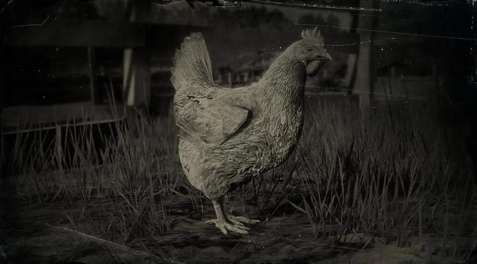 Leghorn Chicken - RDR2 Animals | Map Location & Where To Find Leghorn Chicken - RDR2 Animals | Map Location & Where To Find