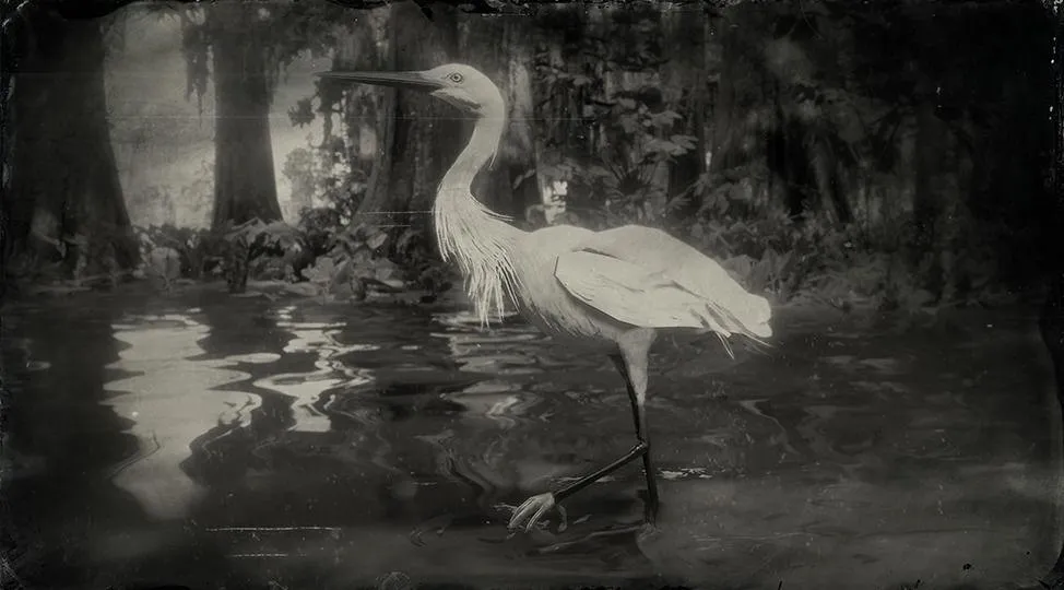Little Egret - RDR2 Animals | Map Location & Where To Find Little Egret - RDR2 Animals | Map Location & Where To Find
