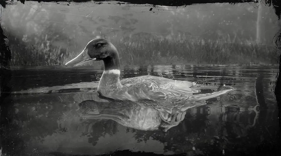 Mallard Duck - RDR2 Animals | Map Location & Where To Find Mallard Duck - RDR2 Animals | Map Location & Where To Find