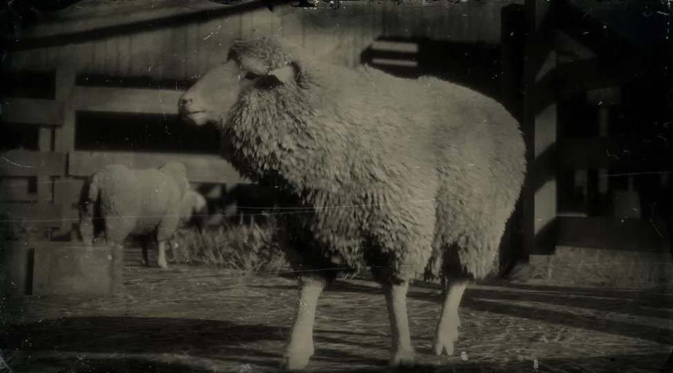 Merino Sheep - RDR2 Animal
