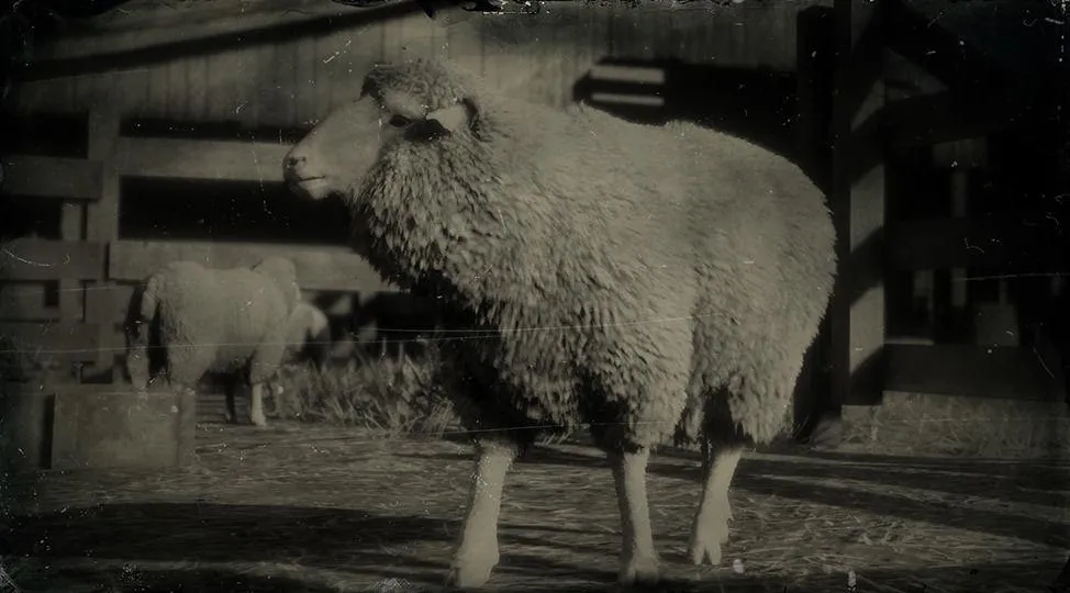 Merino Sheep - RDR2 Animals | Map Location & Where To Find Merino Sheep - RDR2 Animals | Map Location & Where To Find