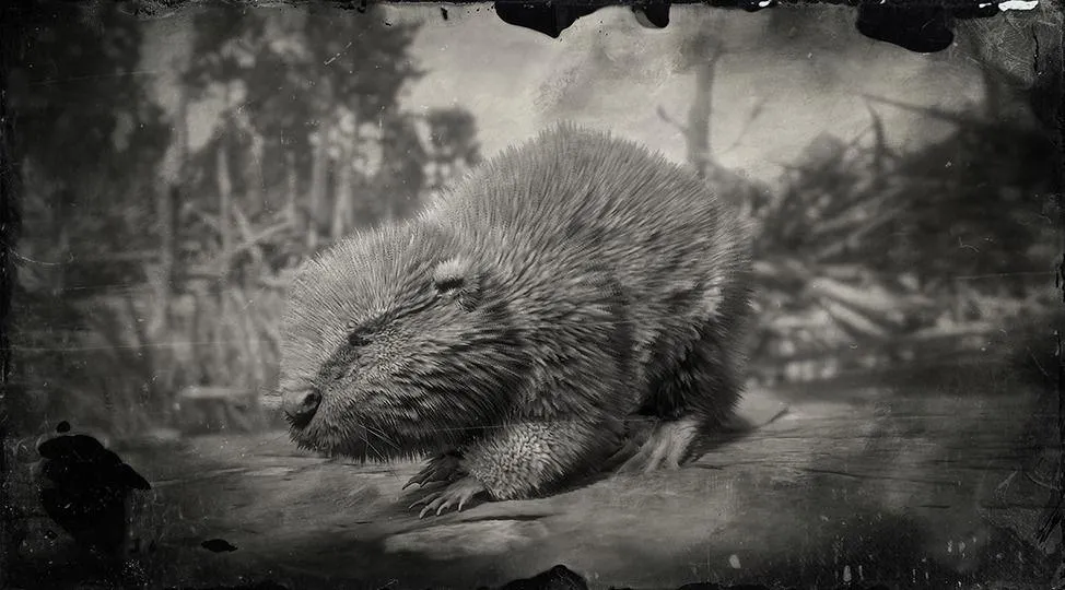 North American Beaver - RDR2 Animals | Map Location & Where To Find North American Beaver - RDR2 Animals | Map Location & Where To Find