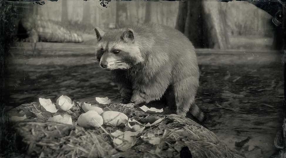 North American Raccoon - RDR2 Animal