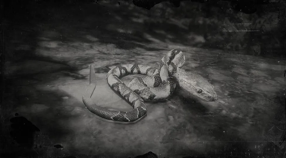 Northern Copperhead Snake - RDR2 Animals | Map Location & Where To Find Northern Copperhead Snake - RDR2 Animals | Map Location & Where To Find