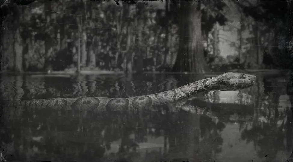 Northern Water Snake - RDR2 Animals | Map Location & Where To Find Northern Water Snake - RDR2 Animals | Map Location & Where To Find