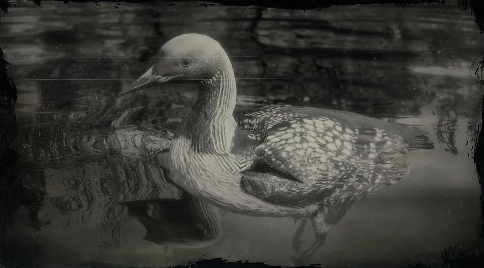Pacific Loon - RDR2 Animals | Map Location & Where To Find Pacific Loon - RDR2 Animals | Map Location & Where To Find