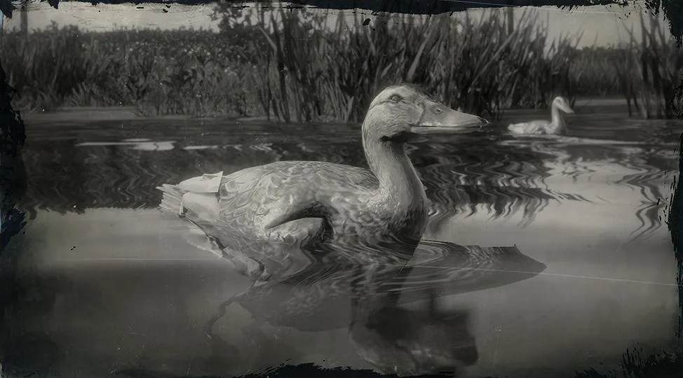 Pekin Duck - RDR2 Animal