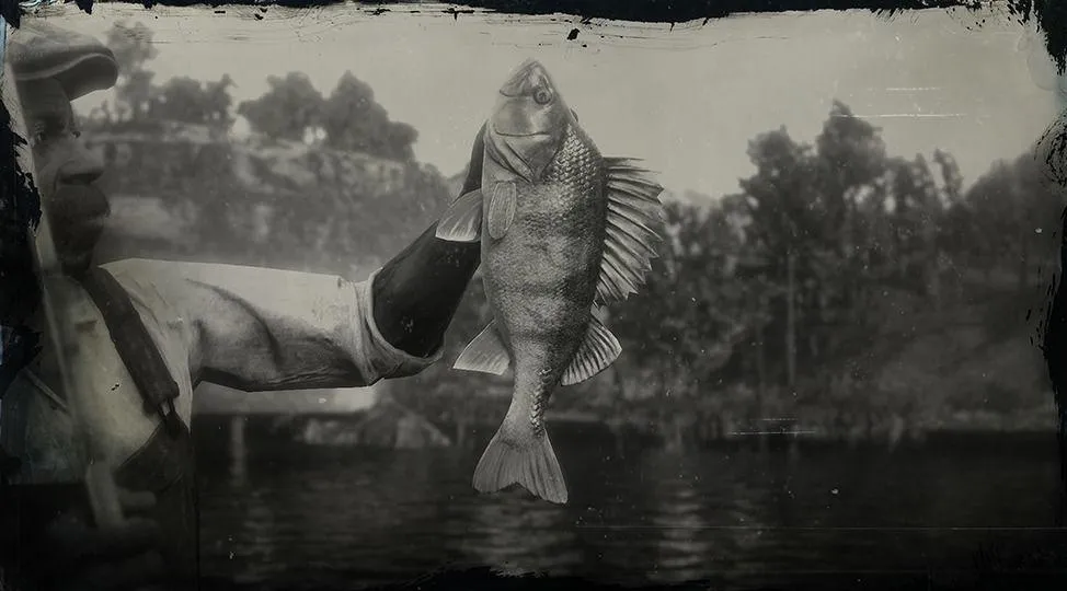 Legendary Perch - RDR2 Animal Legendary Perch - RDR2 Animal