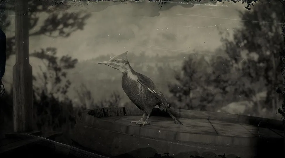 Pileated Woodpecker - RDR2 Animal Pileated Woodpecker - RDR2 Animal