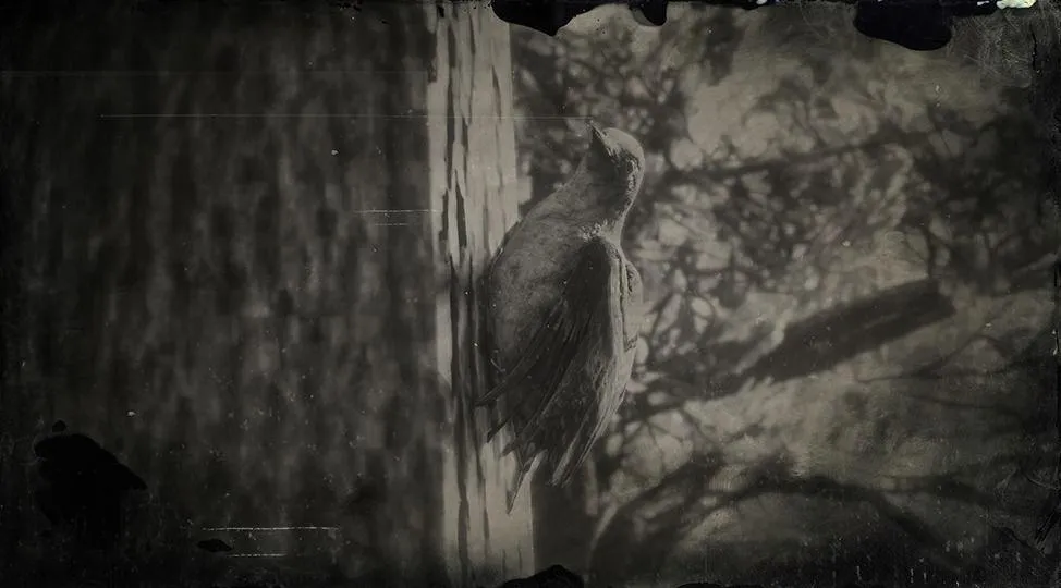 Red-bellied Woodpecker - RDR2 Animals | Map Location & Where To Find Red-bellied Woodpecker - RDR2 Animals | Map Location & Where To Find