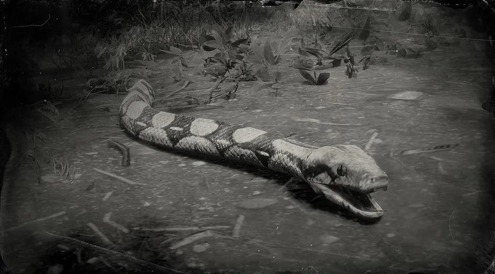 Red Boa Snake - RDR2 Animal