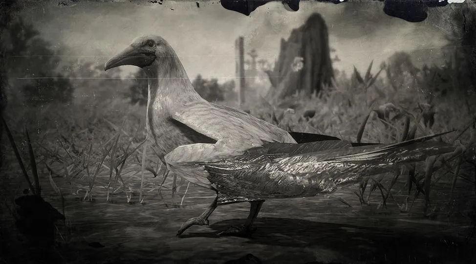 Red-footed Booby - RDR2 Animal