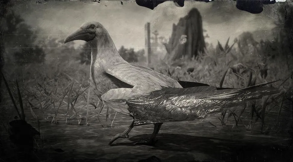Red-footed Booby - RDR2 Animals | Map Location & Where To Find Red-footed Booby - RDR2 Animals | Map Location & Where To Find