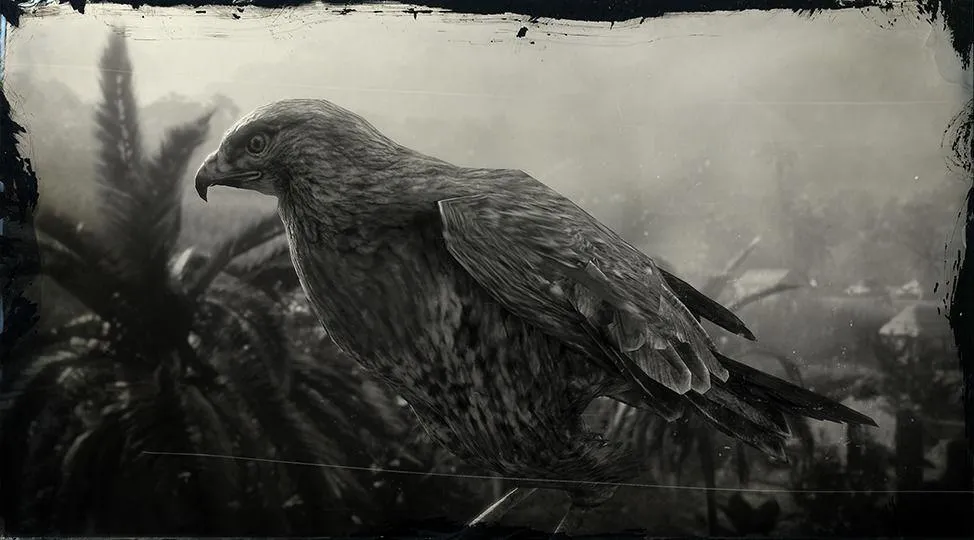 Red-tailed Hawk - RDR2 Animal