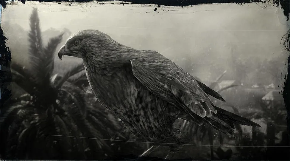 Red-tailed Hawk - RDR2 Animals | Map Location & Where To Find Red-tailed Hawk - RDR2 Animals | Map Location & Where To Find