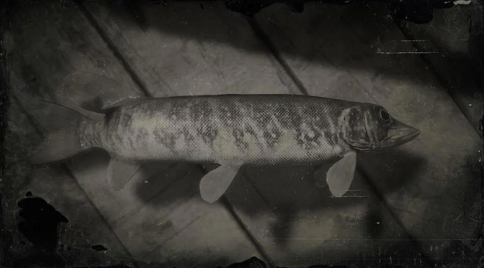 Redfin Pickerel - RDR2 Animal