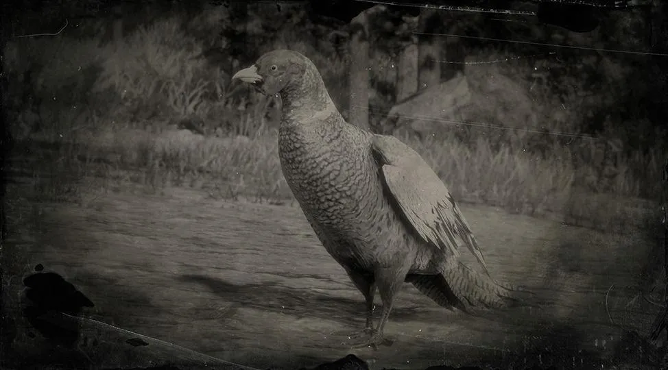 Ring-necked Pheasant