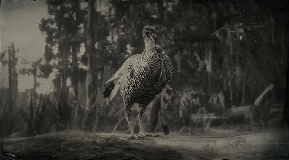 Rio Grande Wild Turkey - RDR2 Animal