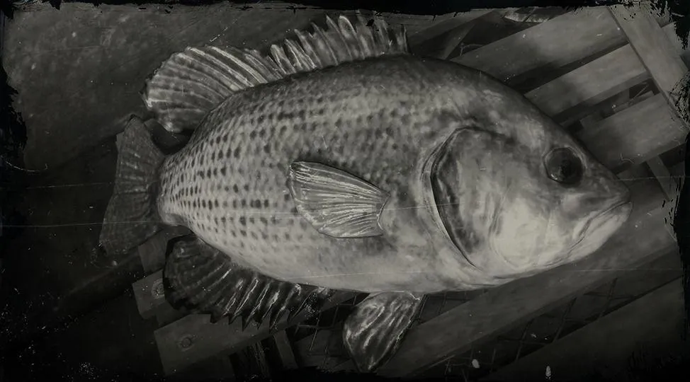 Rock Bass - RDR2 Animals | Map Location & Where To Find Rock Bass - RDR2 Animals | Map Location & Where To Find