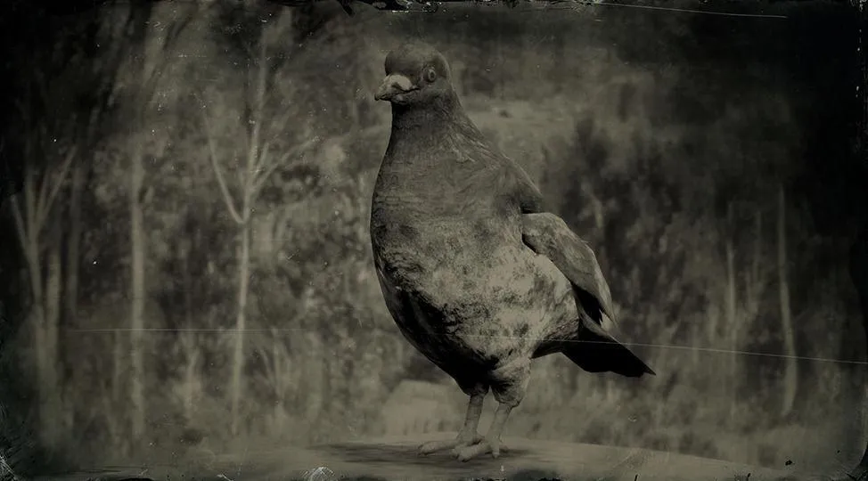 Rock Pigeon - RDR2 Animals | Map Location & Where To Find Rock Pigeon - RDR2 Animals | Map Location & Where To Find