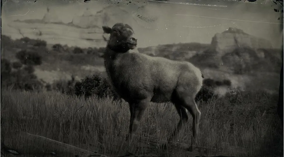 Rocky Mountain Bighorn Sheep - RDR2 Animal