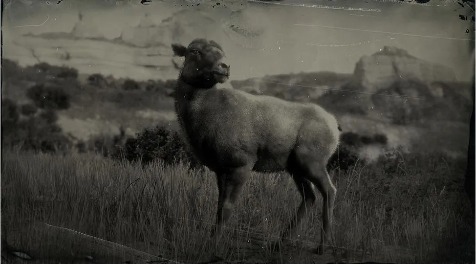 Rocky Mountain Bighorn Sheep