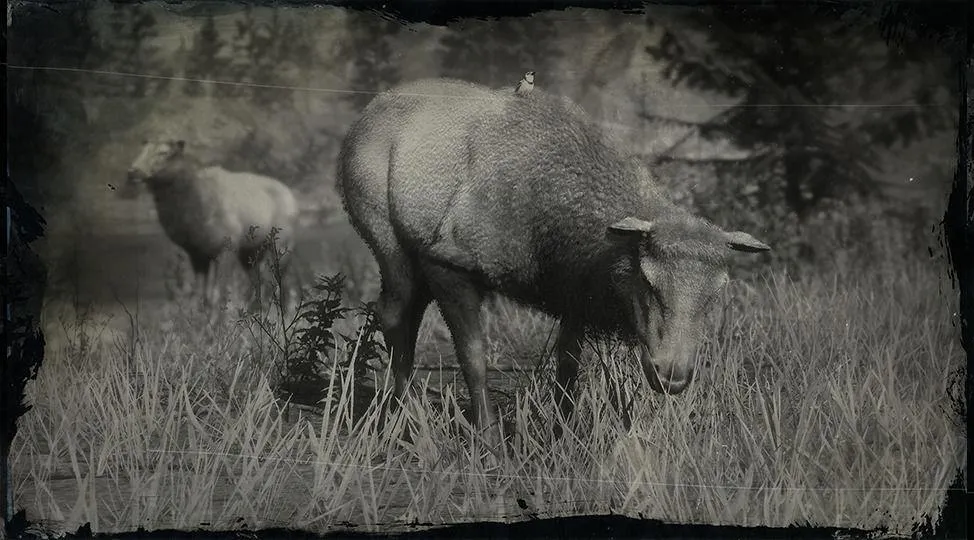 Rocky Mountain Cow Elk - RDR2 Animals | Map Location & Where To Find Rocky Mountain Cow Elk - RDR2 Animals | Map Location & Where To Find
