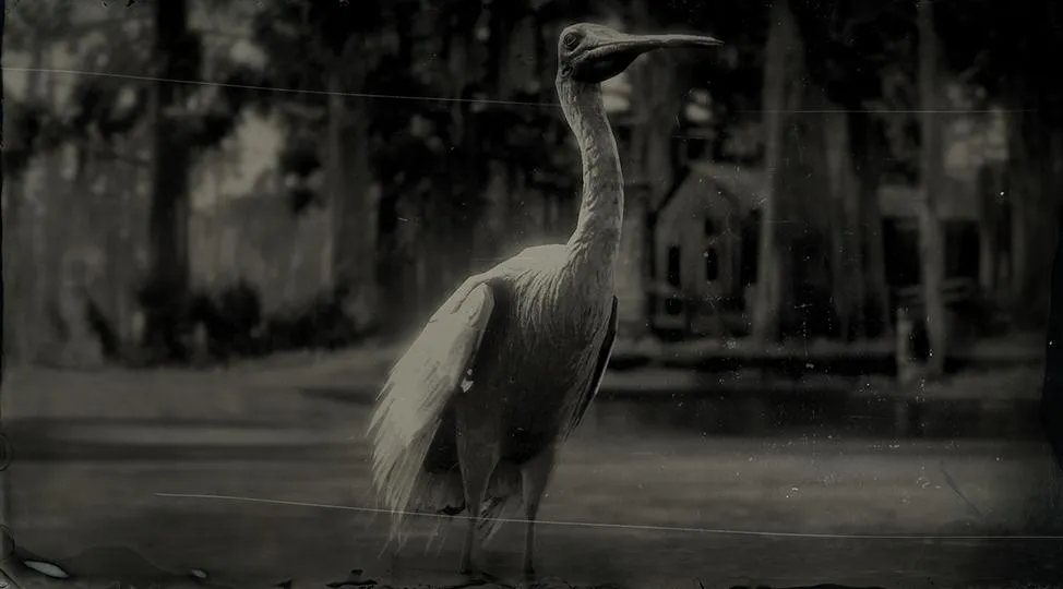 Roseate Spoonbill