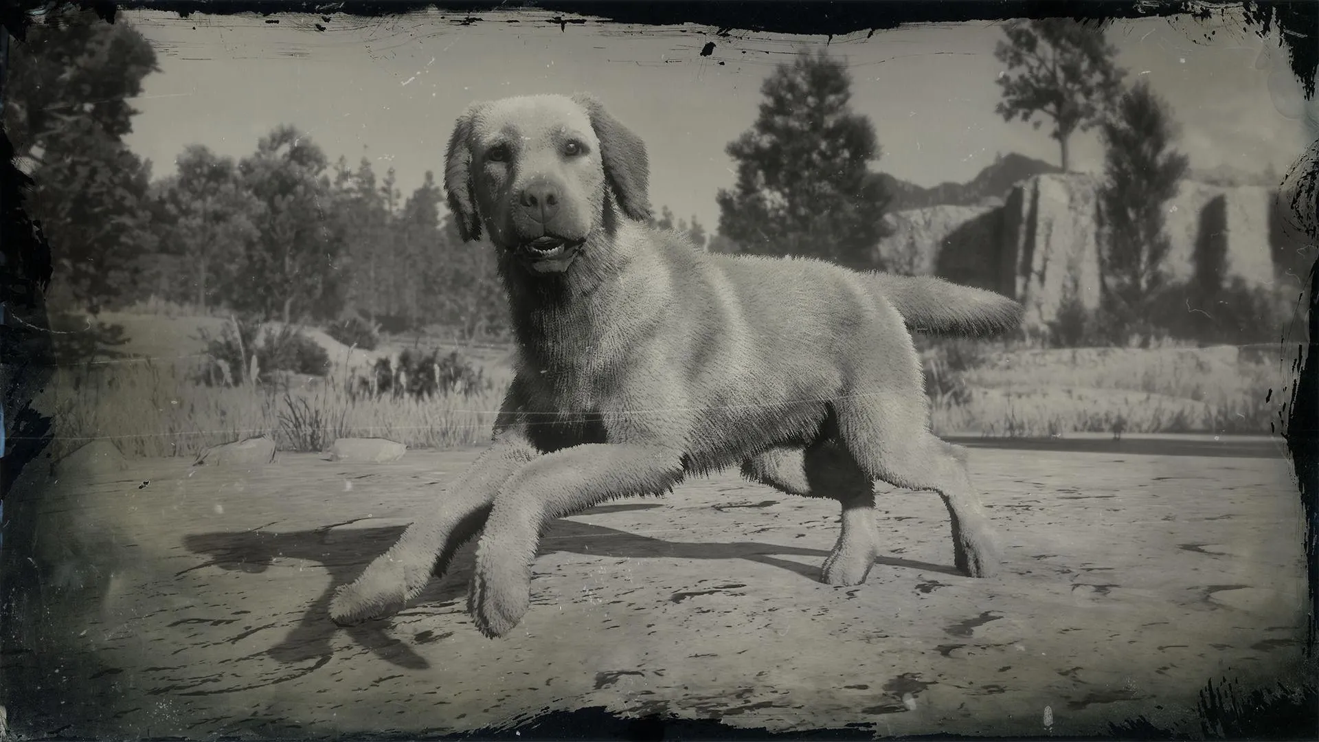 Rufus - RDR2 Animal