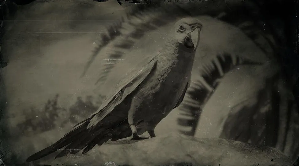 Scarlet Macaw - RDR2 Animal Scarlet Macaw - RDR2 Animal
