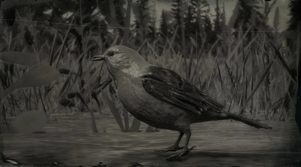 Scarlet Tanager Songbird - RDR2 Animals | Map Location & Where To Find Scarlet Tanager Songbird - RDR2 Animals | Map Location & Where To Find