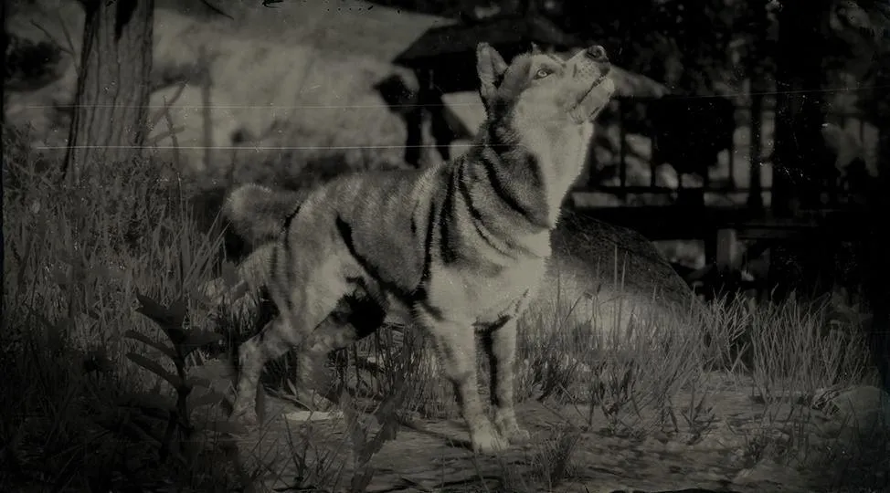 Siberian Husky - RDR2 Animal