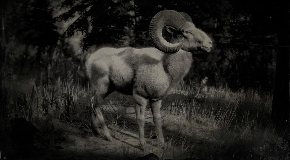 Sierra Nevada Bighorn Ram - RDR2 Animals | Map Location & Where To Find Sierra Nevada Bighorn Ram - RDR2 Animals | Map Location & Where To Find