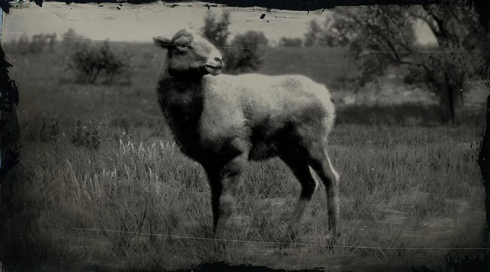 Sierra Nevada Bighorn Sheep - RDR2 Animal