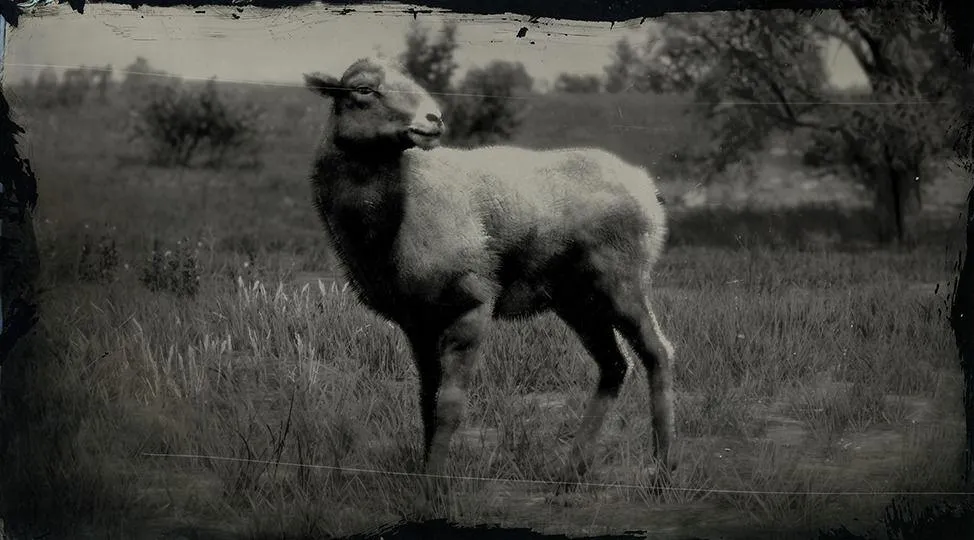 Sierra Nevada Bighorn Sheep - RDR2 Animal Sierra Nevada Bighorn Sheep - RDR2 Animal
