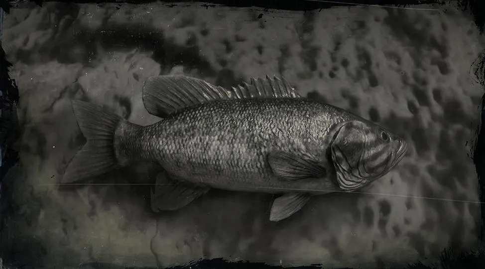 Smallmouth Bass - RDR2 Animal