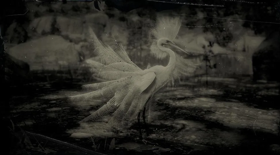Snowy Egret - RDR2 Animal