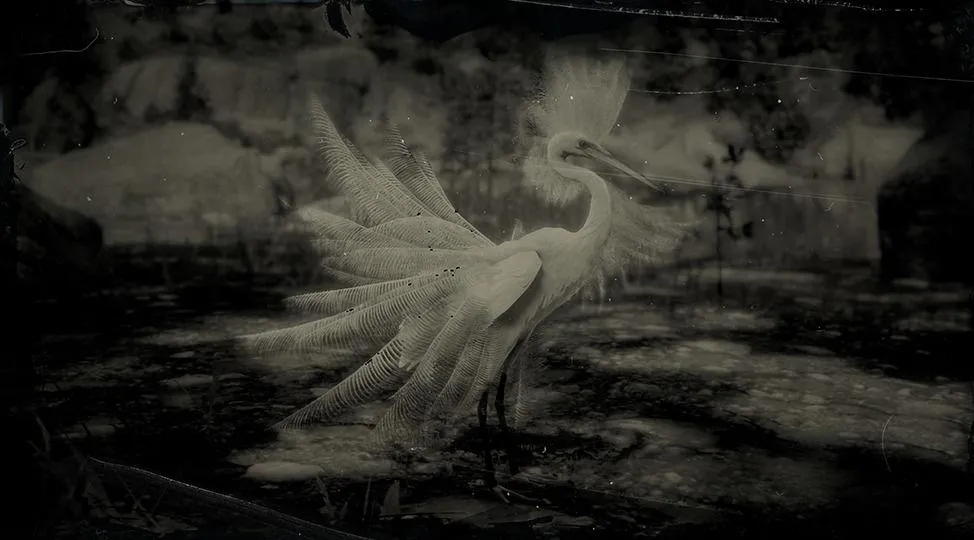 Snowy Egret - RDR2 Animals | Map Location & Where To Find Snowy Egret - RDR2 Animals | Map Location & Where To Find