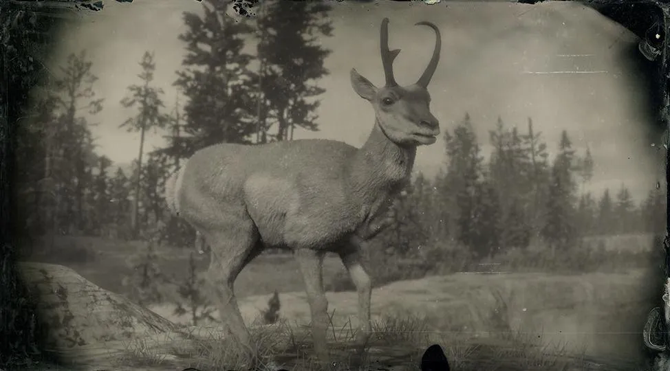 Sonoran Pronghorn Buck - RDR2 Animal