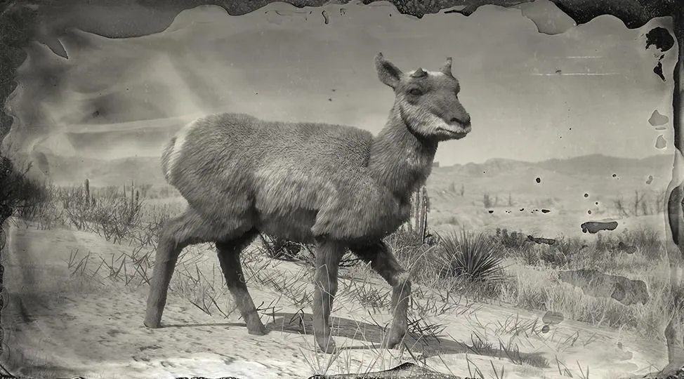 Sonoran Pronghorn Doe - RDR2 Animal