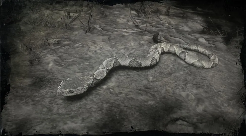 Southern Copperhead Snake - RDR2 Animals | Map Location & Where To Find Southern Copperhead Snake - RDR2 Animals | Map Location & Where To Find