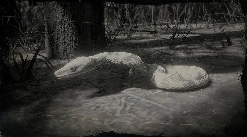 Sunglow Boa Snake - RDR2 Animal Sunglow Boa Snake - RDR2 Animal