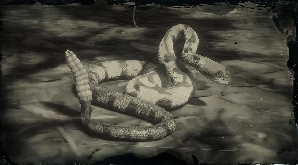 Timber Rattlesnake - RDR2 Animals | Map Location & Where To Find Timber Rattlesnake - RDR2 Animals | Map Location & Where To Find