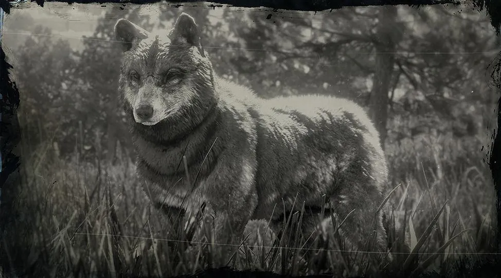 Timber Wolf - RDR2 Animal