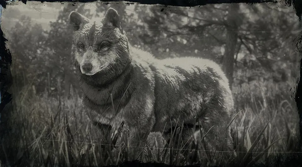 Timber Wolf - RDR2 Animals | Map Location & Where To Find Timber Wolf - RDR2 Animals | Map Location & Where To Find