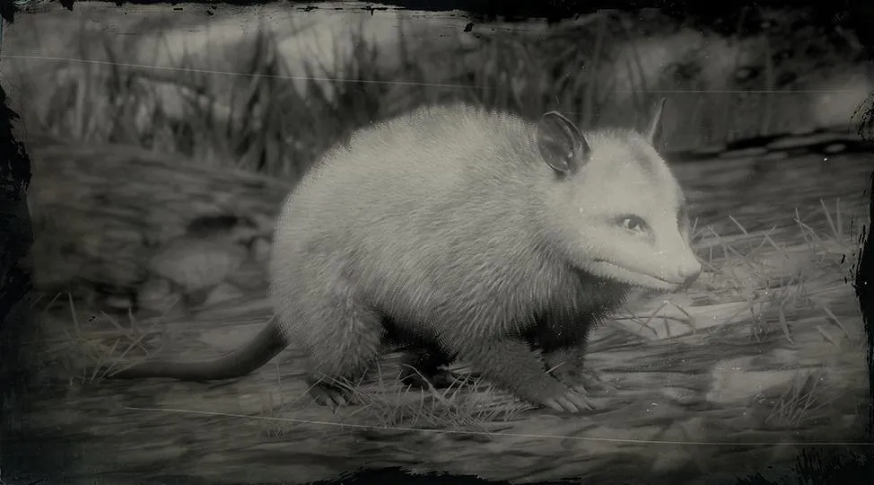 Virginia Opossum - RDR2 Animal