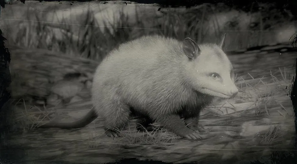 Virginia Opossum - RDR2 Animals | Map Location & Where To Find Virginia Opossum - RDR2 Animals | Map Location & Where To Find