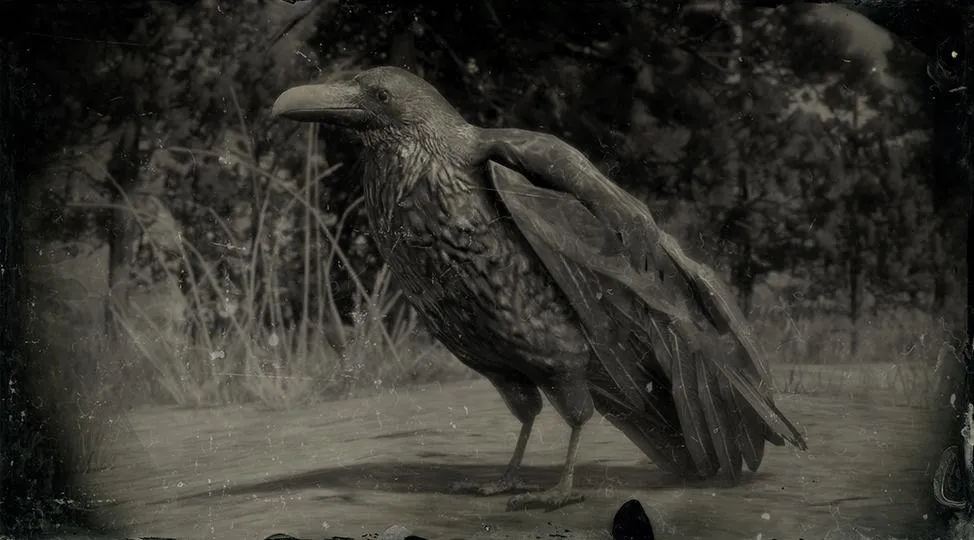 Western Raven - RDR2 Animals | Map Location & Where To Find Western Raven - RDR2 Animals | Map Location & Where To Find