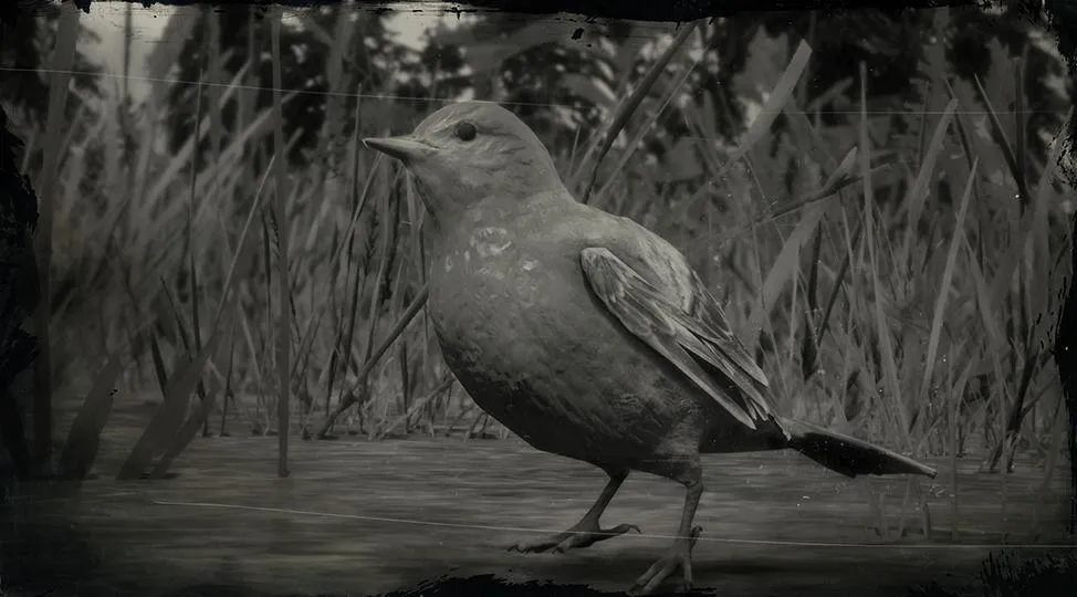 Western Tanager Songbird - RDR2 Animals | Map Location & Where To Find Western Tanager Songbird - RDR2 Animals | Map Location & Where To Find