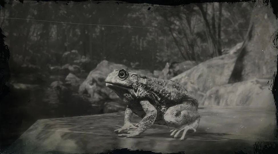 Western Toad - RDR2 Animal